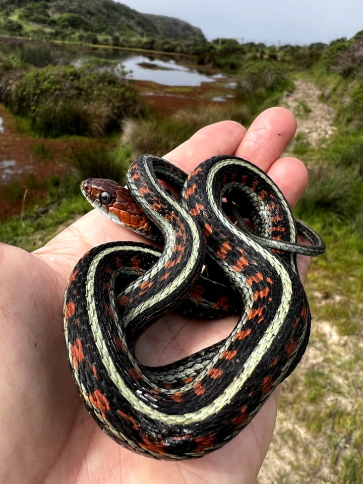 California Red-sided Garter Snake